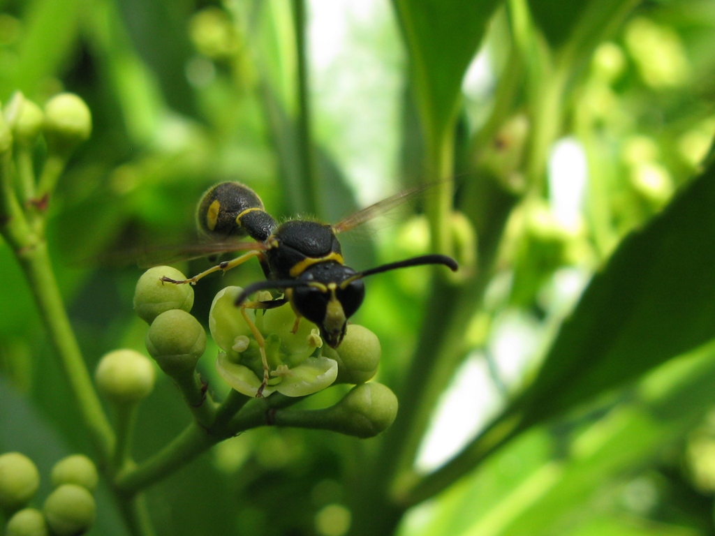 Eumenes papillarius, Vespidae Eumeninae